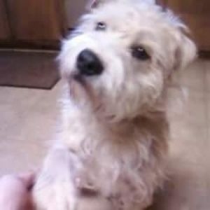 Meet your Posher, Sandy